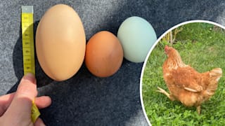 Es hielt eine Überraschung bereit: Henne Elsa legt Riesen-Ei