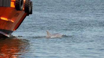 Video: Delfin "Delle" macht Luftsprünge in Travemünde – ist jedoch in schlechtem Zustand