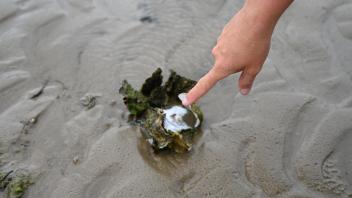Im Schlick am Hafenstrand von Wyk auf Föhr, liegt die zerbrochene pazifische Auster.