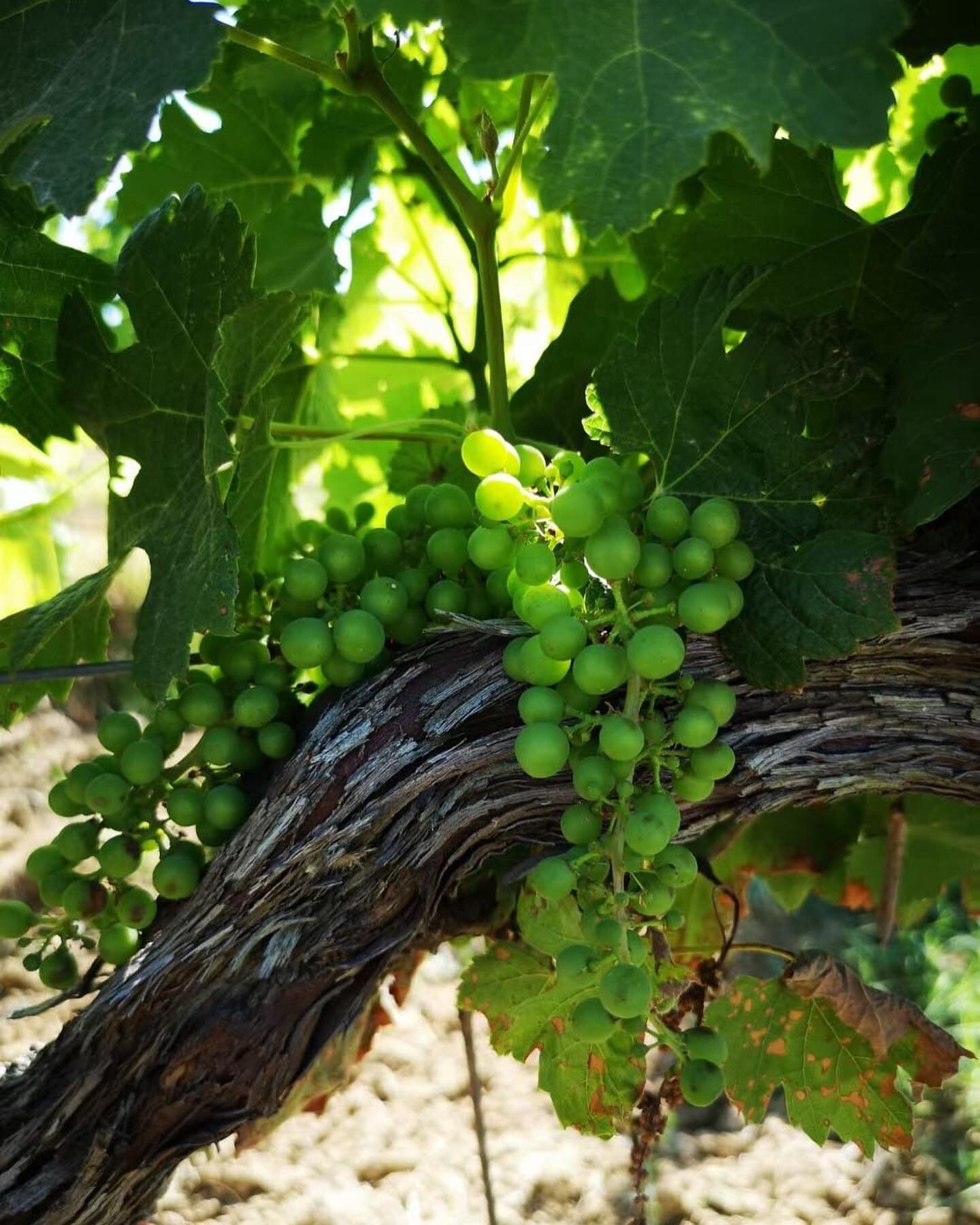 Our grapes grow, soon the harvest 🍇 @tenutalamborghini
.
. 
. 
#umbria #lagotrasimeno #lamborghini #wineresort #wine #golf #wineinstagram #golfinstagram #era #trescone #torami #campoleone #loveit #restaurant #lamborghinisince1968 #foodandwine #winec