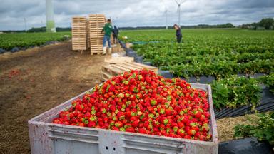 Erdbeeren werden zum Ende der Erdbeersaison auf einem Feld geerntet. In einer Kiste werden die Erdbeeren gesammelt, die vom Regen beschädigt wurden (Archivbild 2023).