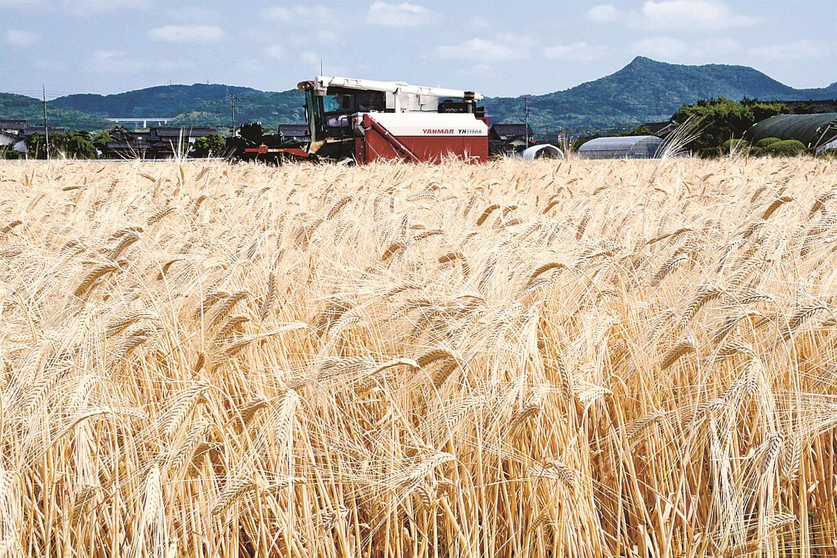 収穫期を迎えた大麦を刈り取るコンバイン＝出雲市斐川町沖洲