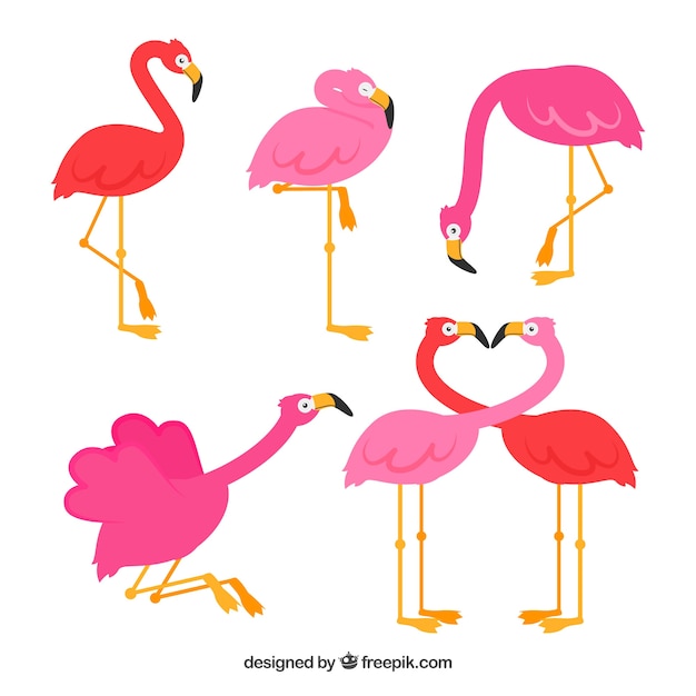 Bezpłatny wektor kolekcja flamingów o różnych pozycjach w stylu płaskiej