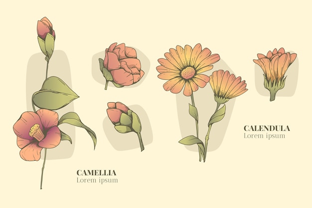Bezpłatny wektor ręcznie rysowane zestaw wykresów kwiatów botanicznych