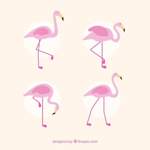 Bezpłatny wektor set różowi flamingi z różnymi pozami