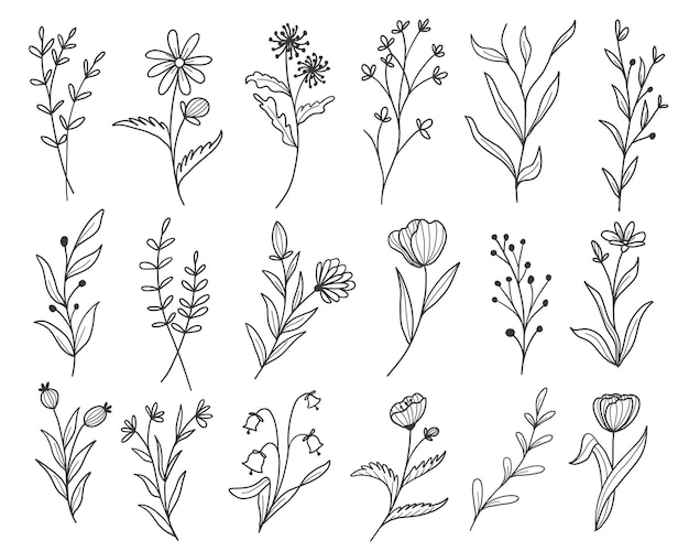 Zestaw botanicznych liści doodle grafika liniowa Wildflower