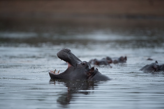 Bezpłatne zdjęcie ogromny hipopotam w jeziorze z szeroko otwartą paszczą