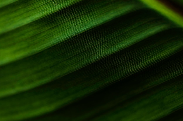 Bezpłatne zdjęcie pasiasty liść palmowy