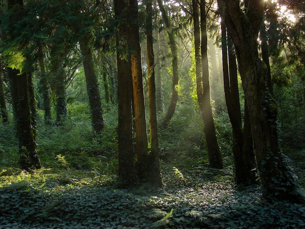 Bezpłatne zdjęcie przepiękna sceneria słońca świecącego nad zielonym lasem pełnym różnego rodzaju roślin