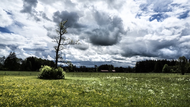 Bezpłatne zdjęcie szerokie ujęcie drzew i pola trawy pod pochmurnym niebem