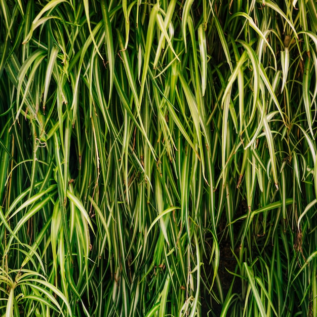 Bezpłatne zdjęcie zbliżenie ozdobnych traw