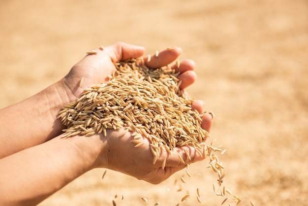 Foto grátis arroz na colheita, o arroz amarelo dourado na mão, fazendeiro carregando o arroz na mão, arroz.