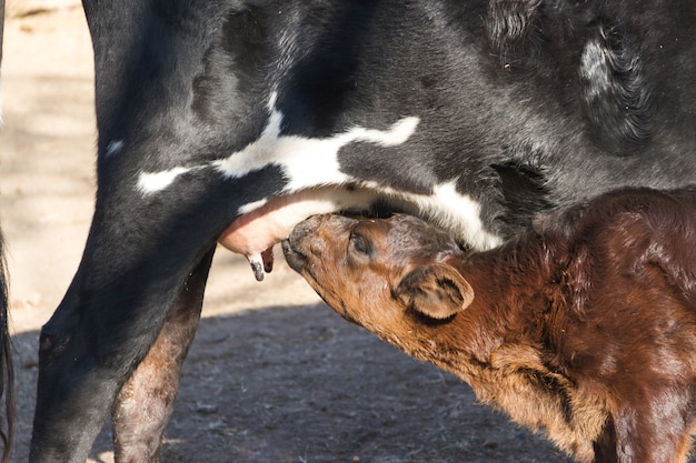 Foto grátis bezerro mandou leite da vaca no campo