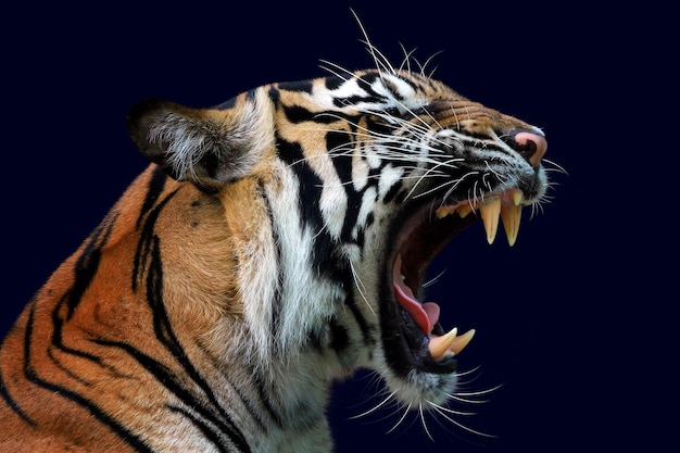 Foto grátis cabeça de tigre sumatera closeup com parede azul escura