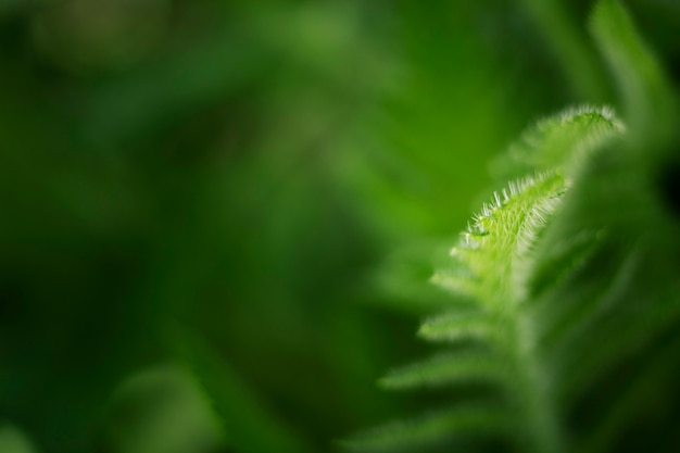 Foto grátis close-up nas folhas verdes na natureza