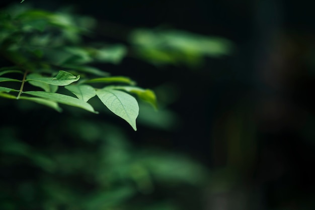 Foto grátis feche acima das folhas verdes no fundo borrado da folha.