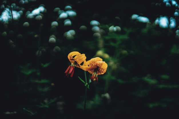 Flores de lírio amarelo