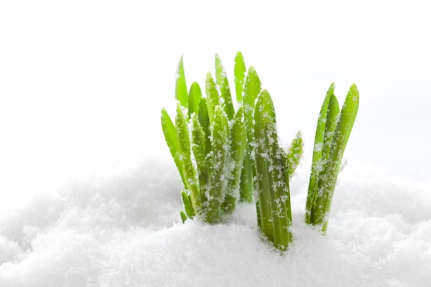 Foto grátis grama que cresce na neve