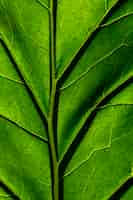 Foto grátis textura de folha verde