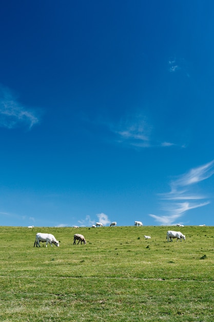 Foto grátis tiro vertical de vacas em um campo gramado com um céu azul durante o dia na frança