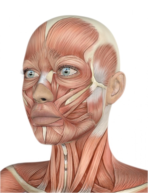 Foto grátis 3d rendem de um rosto feminino com mapa detalhado do músculo