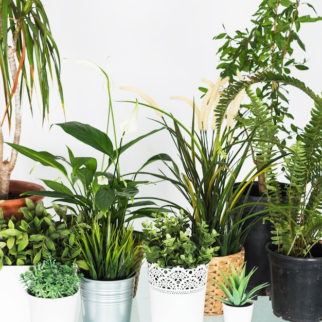 Kostenloses Foto nahaufnahme von verschiedenen frischen topfpflanzen