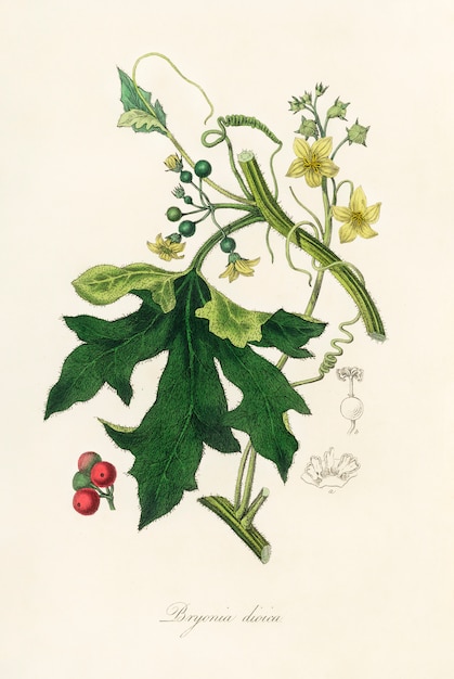Kostenloses Foto abbildung der englischen mandrake (bryonia dioica) aus der medizinischen botanik (1836)