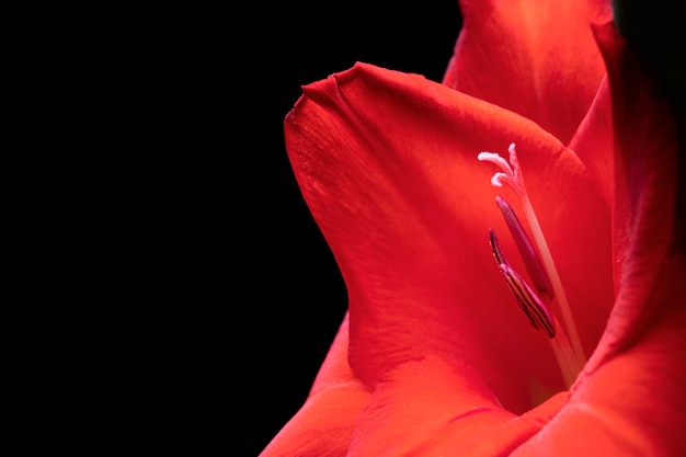 Kostenloses Foto details der gladiolenblüte hautnah