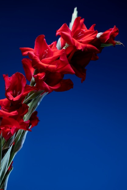 Kostenloses Foto details der gladiolenblüte hautnah