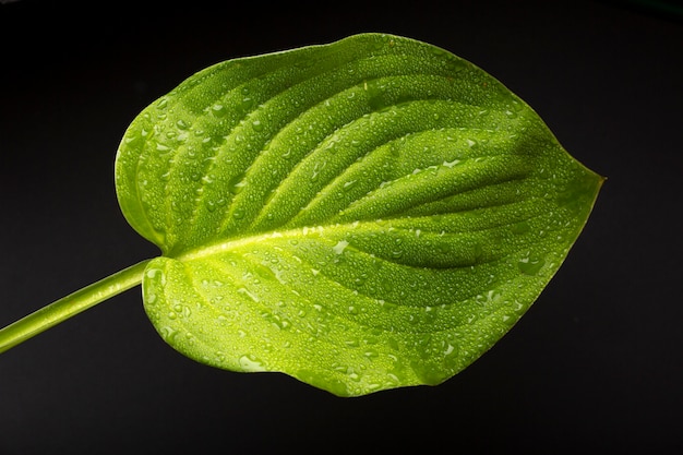 Kostenloses Foto details zu den texturen von zimmerpflanzen