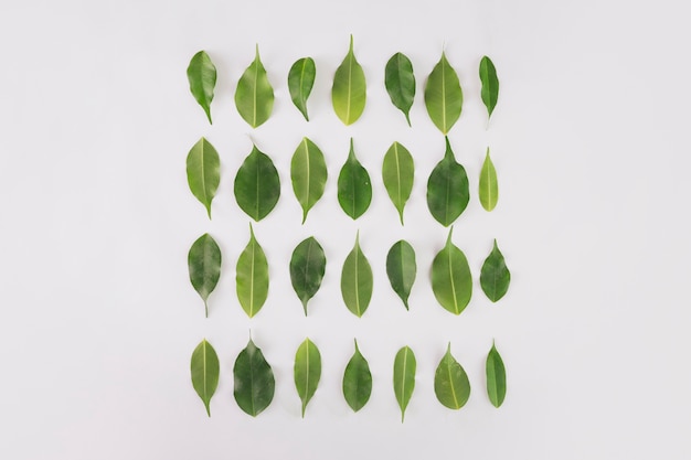 Kostenloses Foto platz aus pflanzenblättern