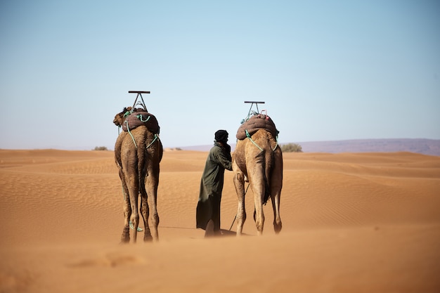 Kostenloses Foto weitwinkelaufnahme eines mannes und zweier kamele, die tagsüber in der marokkanischen wüste spazieren gehen
