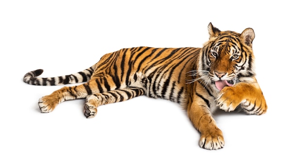 Foto tigre deitado e limpando sua pata, isolado no branco