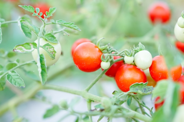 Foto tomate rojo de la grosella en el huerto.