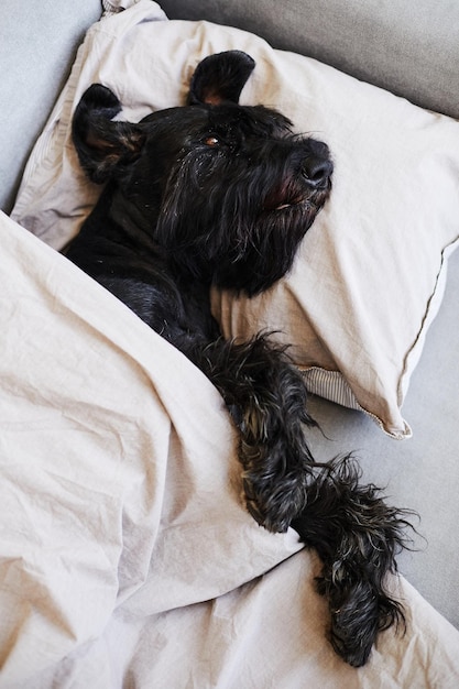Vista de ángulo alto de schnauzer negro acostado en el sofá en la almohada debajo de la manta y descansando
