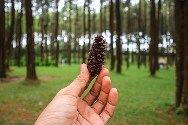 Vista de cerca del cono de pino marrón a mano en el bosque de Indonesia
