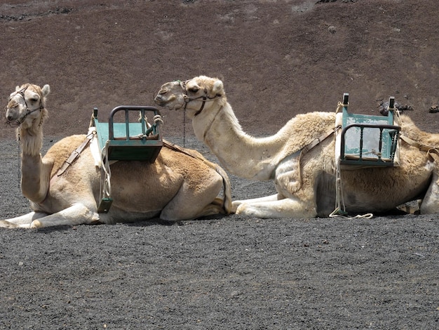Foto zwei kamele saßen in der wüste