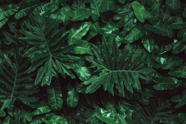 Foto abstracto textura de hoja verde naturaleza fondo hojas tropicales