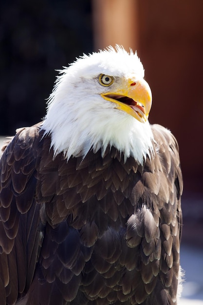 Alerta águila calva que mira hacia otro lado