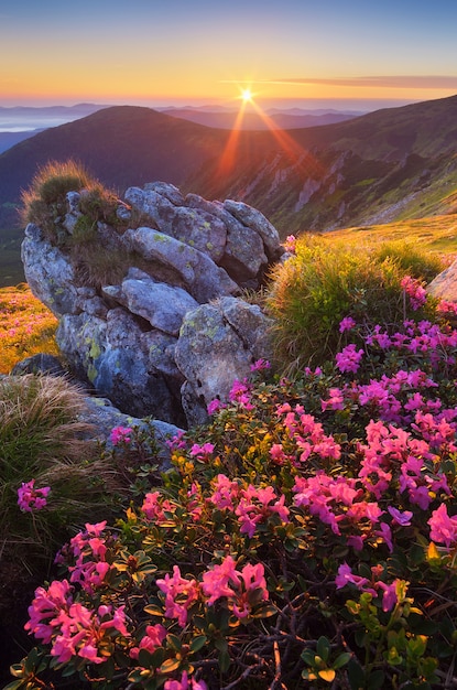 Foto amanecer con flores en las montañas