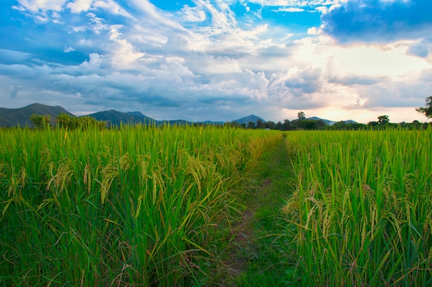 Arroz, campo, grama verde, céu azul, nuvem, nublado, paisagem, tailandia