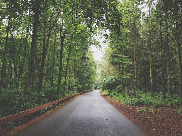 Foto camino en medio de los árboles en el bosque