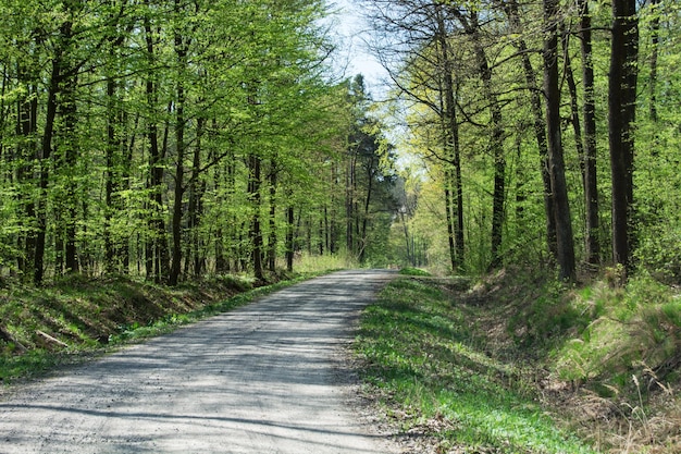 Foto camino en medio de los árboles en el bosque