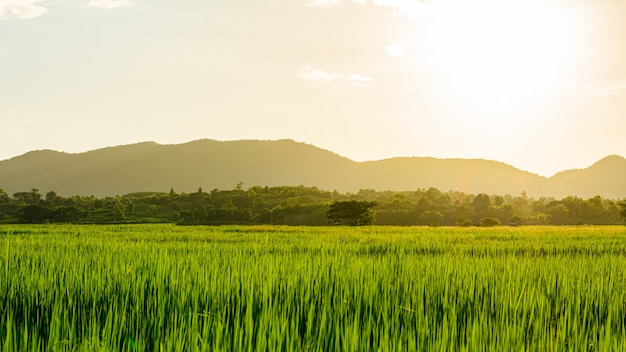 Cena do pôr do sol ou nascer do sol no campo com arroz no verão no norte da Tailândia