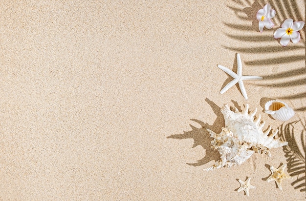 Foto conchas de mar blanco y estrellas de mar sobre arena y sombras de palmeras. fondo tropical, espacio de copia