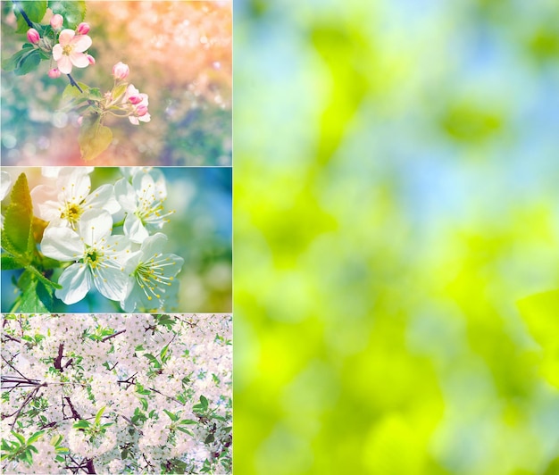 Foto collage de flores de primavera
