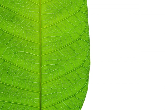 Foto close-up textura de folha verde