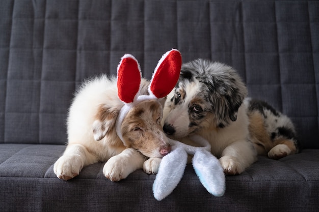 Foto dos lindo pequeño lindo pastor australiano rojo azul merle cachorro con orejas de conejo. pascua de resurrección. acostado en el sofá sofá gris. mejores amigos.