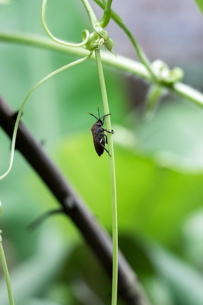 Un escarabajo rojo descansando sobre una raíz vegetal verde