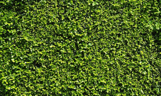 Fondo abstracto natural de pared de hoja verde